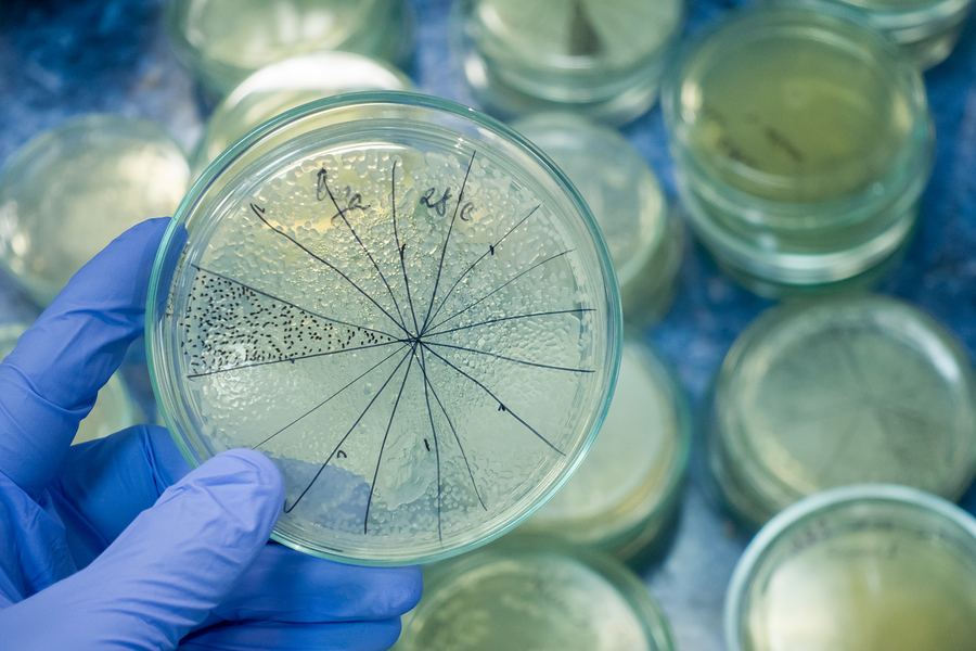 a research lab is to begin experimentation with a bacteria