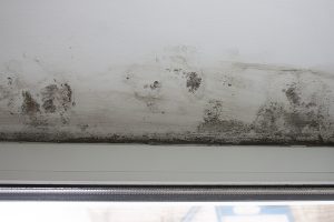 How To Properly Identify Black Mold