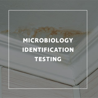 Microbiology Identification Services